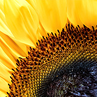 Buy canvas prints of Sunflower by Jim Jones