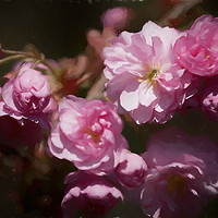 Buy canvas prints of Artistic Cherry Blossom by Jim Jones