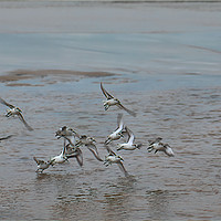 Buy canvas prints of Small flock of Sanderlings in flight by Jim Jones