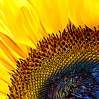 Buy canvas prints of Artistic Sunflower Macro by Jim Jones