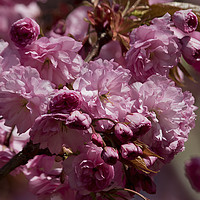 Buy canvas prints of Cherry Blossom in springtime by Jim Jones