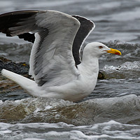 Buy canvas prints of Stretching Seagull by Jim Jones