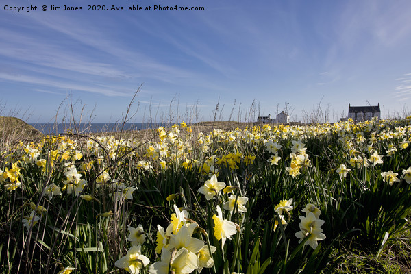 Spring Flowers at Seaton Sluice Harbour Picture Board by Jim Jones