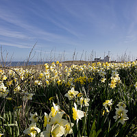 Buy canvas prints of Spring Flowers at Seaton Sluice Harbour by Jim Jones