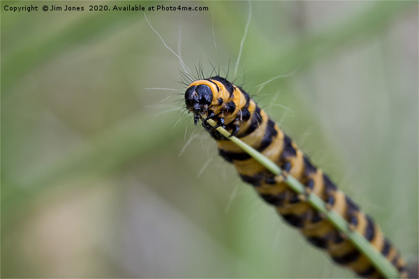 Cinnabar caterpillar on blade of grass. Picture Board by Jim Jones