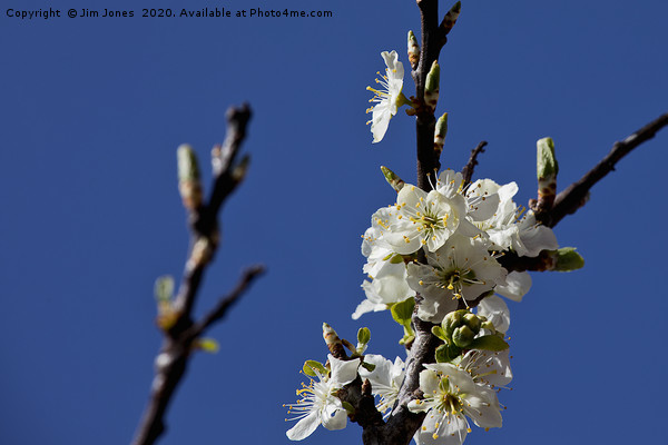 Springtime Plum Blossom Picture Board by Jim Jones