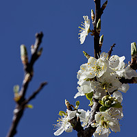 Buy canvas prints of Springtime Plum Blossom by Jim Jones