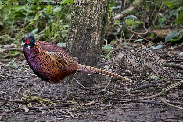 A pair of Pheasants scratching about for food Picture Board by Jim Jones