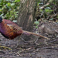 Buy canvas prints of A pair of Pheasants scratching about for food by Jim Jones
