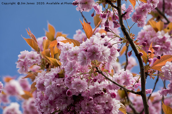 Pink Cherry Blossom against a Blue Sky Picture Board by Jim Jones