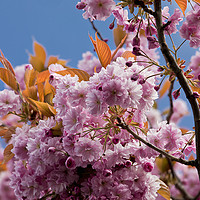 Buy canvas prints of Pink Cherry Blossom against a Blue Sky by Jim Jones