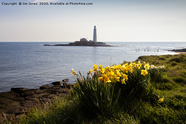Springtime at St Mary's Island Picture Board by Jim Jones
