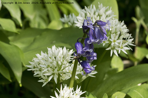 Bluebells and Wild Garlic Picture Board by Jim Jones