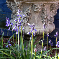 Buy canvas prints of Bluebells and Decorative Urn with artistic filter. by Jim Jones