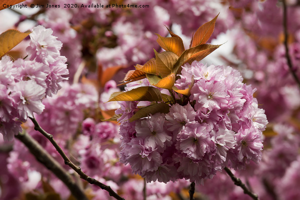 Pink blossom and Copper leaves Picture Board by Jim Jones