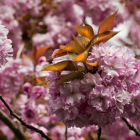 Buy canvas prints of Pink blossom and Copper leaves by Jim Jones