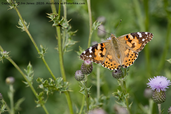 Painted Lady Butterfly in sunshine Picture Board by Jim Jones