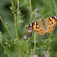 Buy canvas prints of Painted Lady Butterfly in sunshine by Jim Jones