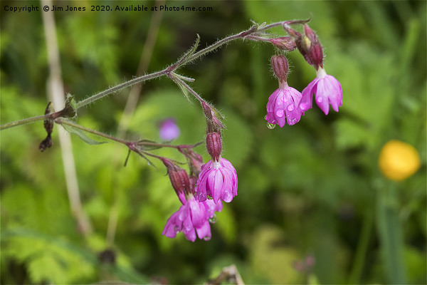 Red Campion flowers after rain. Picture Board by Jim Jones