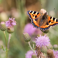 Buy canvas prints of Small Tortoiseshell Butterfly resting in Sunshine by Jim Jones