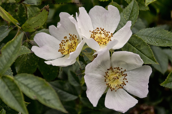 English Wild Flowers - Dog Roses Picture Board by Jim Jones