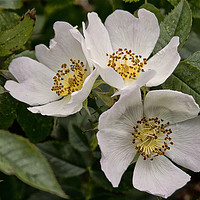 Buy canvas prints of English Wild Flowers - Dog Roses by Jim Jones