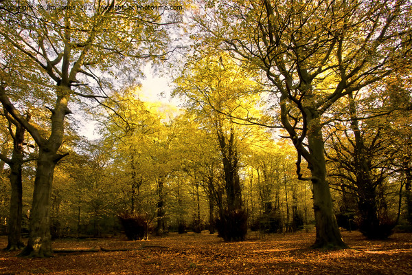 High Gosforth Park in Autumn Sunshine Picture Board by Jim Jones