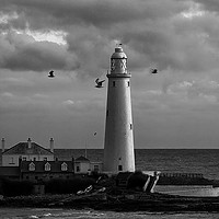 Buy canvas prints of Seagulls over St Mary's. by Jim Jones