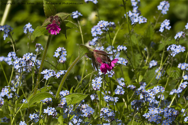 Red Campion and Forget-me-nots Picture Board by Jim Jones