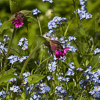 Buy canvas prints of Red Campion and Forget-me-nots by Jim Jones