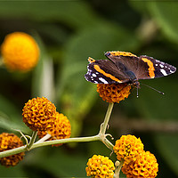 Buy canvas prints of Beautiful Butterfly basking on Buddleia bush. by Jim Jones