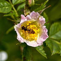 Buy canvas prints of Hoverfly resting in a pink Dog Rose by Jim Jones