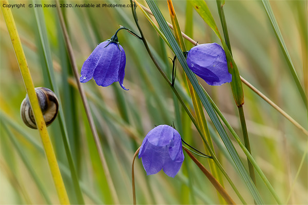 Harebells and an inquisitive snail. Picture Board by Jim Jones