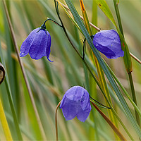 Buy canvas prints of Harebells and an inquisitive snail. by Jim Jones