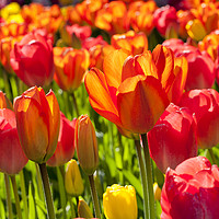 Buy canvas prints of A Frame full of Tulips by Jim Jones