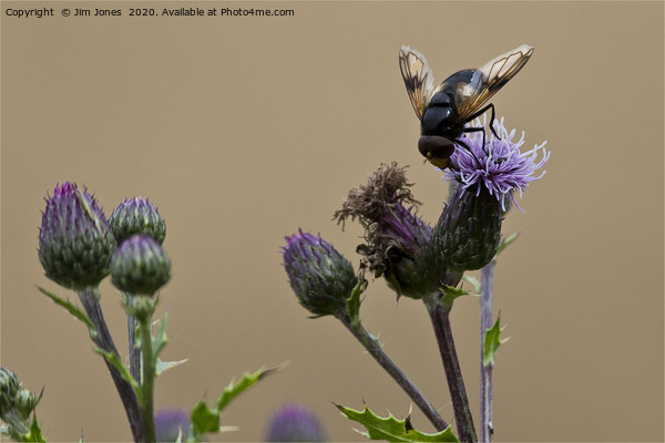 Bee gathering pollen from a Thistle flower Picture Board by Jim Jones