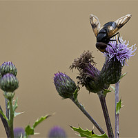Buy canvas prints of Bee gathering pollen from a Thistle flower by Jim Jones