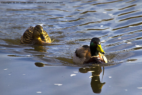 A pair of Mallard Ducks out swimming Picture Board by Jim Jones