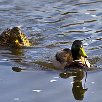 Buy canvas prints of A pair of Mallard Ducks out swimming by Jim Jones