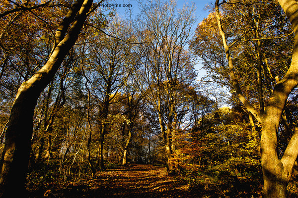 Autumn Sunshine in Plessey Woods Picture Board by Jim Jones