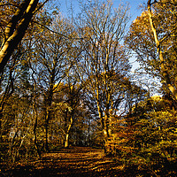 Buy canvas prints of Autumn Sunshine in Plessey Woods by Jim Jones