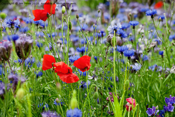 Poppies and Cornflowers growing wild Picture Board by Jim Jones
