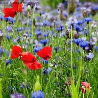 Buy canvas prints of Poppies and Cornflowers growing wild by Jim Jones