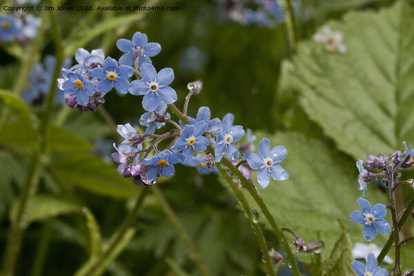 Forget-me-not ; A reminder of Spring Picture Board by Jim Jones