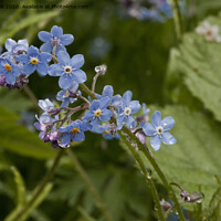 Buy canvas prints of Forget-me-not ; A reminder of Spring by Jim Jones