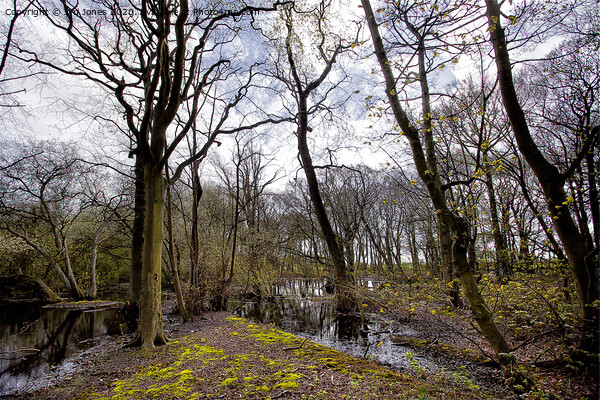 Flooded woodland in spring Picture Board by Jim Jones