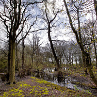 Buy canvas prints of Flooded woodland in spring by Jim Jones
