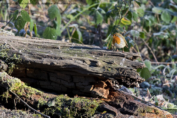 Robin on frosted log in winter sunshine Picture Board by Jim Jones