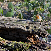 Buy canvas prints of Robin on frosted log in winter sunshine by Jim Jones