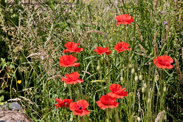 Blood-red Poppies growing wild Picture Board by Jim Jones